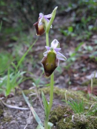 Ophrys da determinare (Ophrys argolica subsp. crabronifera)